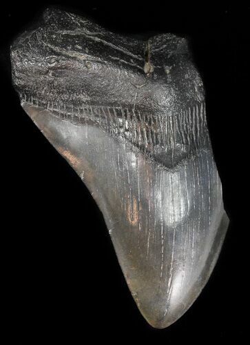 Partial, Megalodon Tooth - Georgia #47619